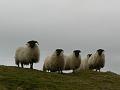 Killer sheep ready to attack, Carrawburgh Temple of Mithras P1060745